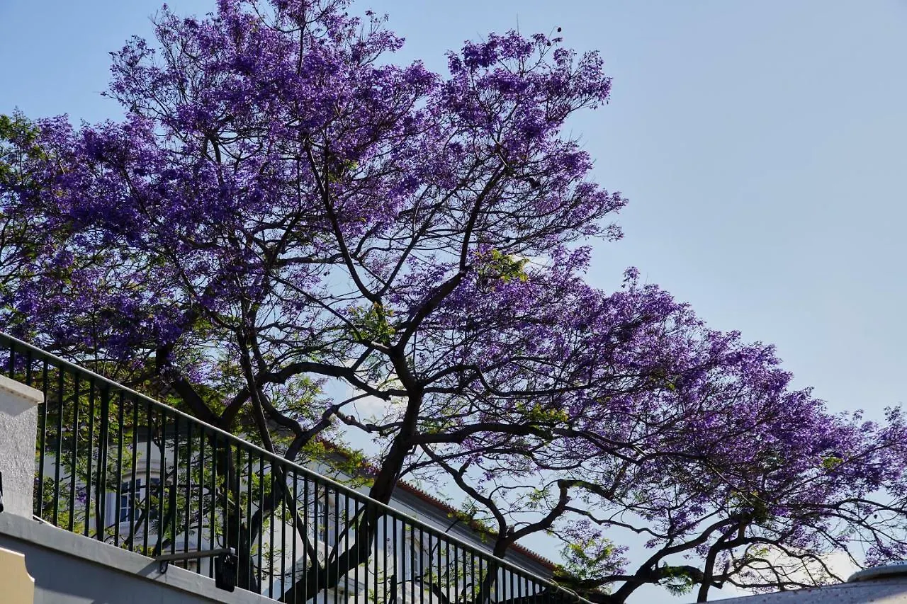 Ribeira Funchal Center Apartman